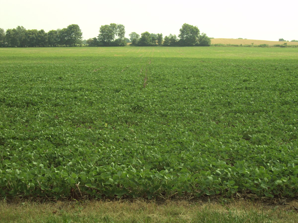 Property photo 41 - 160 Acres Offered in 6 Tracts